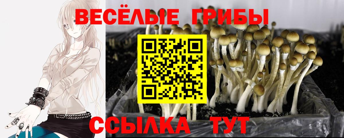 Галлюциногенные грибы прущие грибы Коряжма
